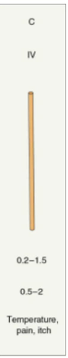 <p>Mediate pain, temperature, and itch</p>