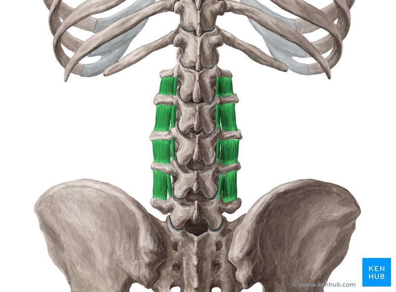 <p>what muscle is this </p><p>transevrse process to transverse process</p><p>posterior and naterior rami of spinal nerves </p><p>lateral flexion</p>