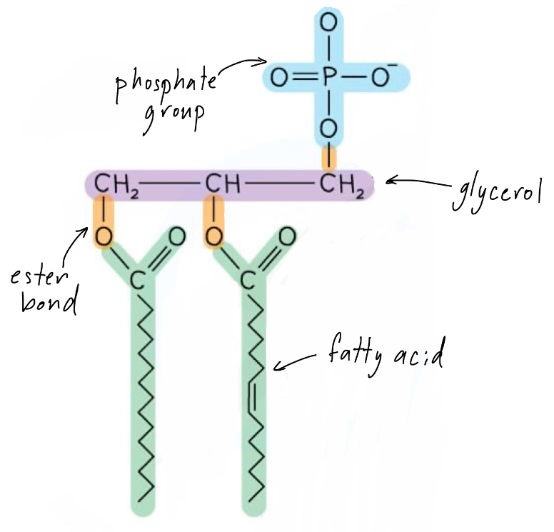 <ul><li><p>Phospholipids are lipids made up of a <strong>glycerol</strong> backbone joined to <strong>two fatty acids</strong> and a <strong>phosphate</strong> group</p></li><li><p>The phosphate group is polar, so it is <strong>hydrophilic</strong> (attracted to water and aqueous solutions) </p></li><li><p>Whereas the fatty acids are non-polar and <strong>hydrophobic</strong></p></li><li><p>This allows phospholipids to form cell membranes </p></li></ul>