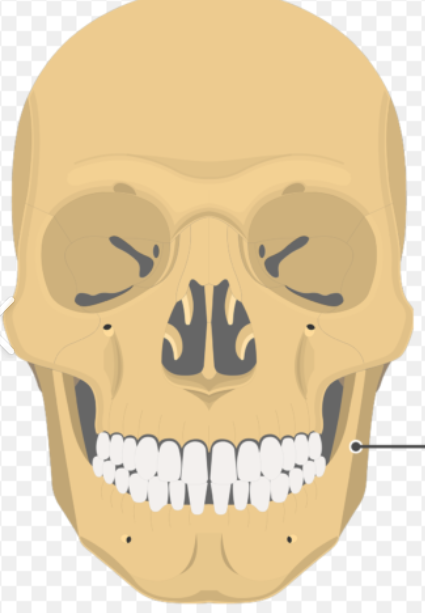 <p>What is the name of this bone in the skull?</p>