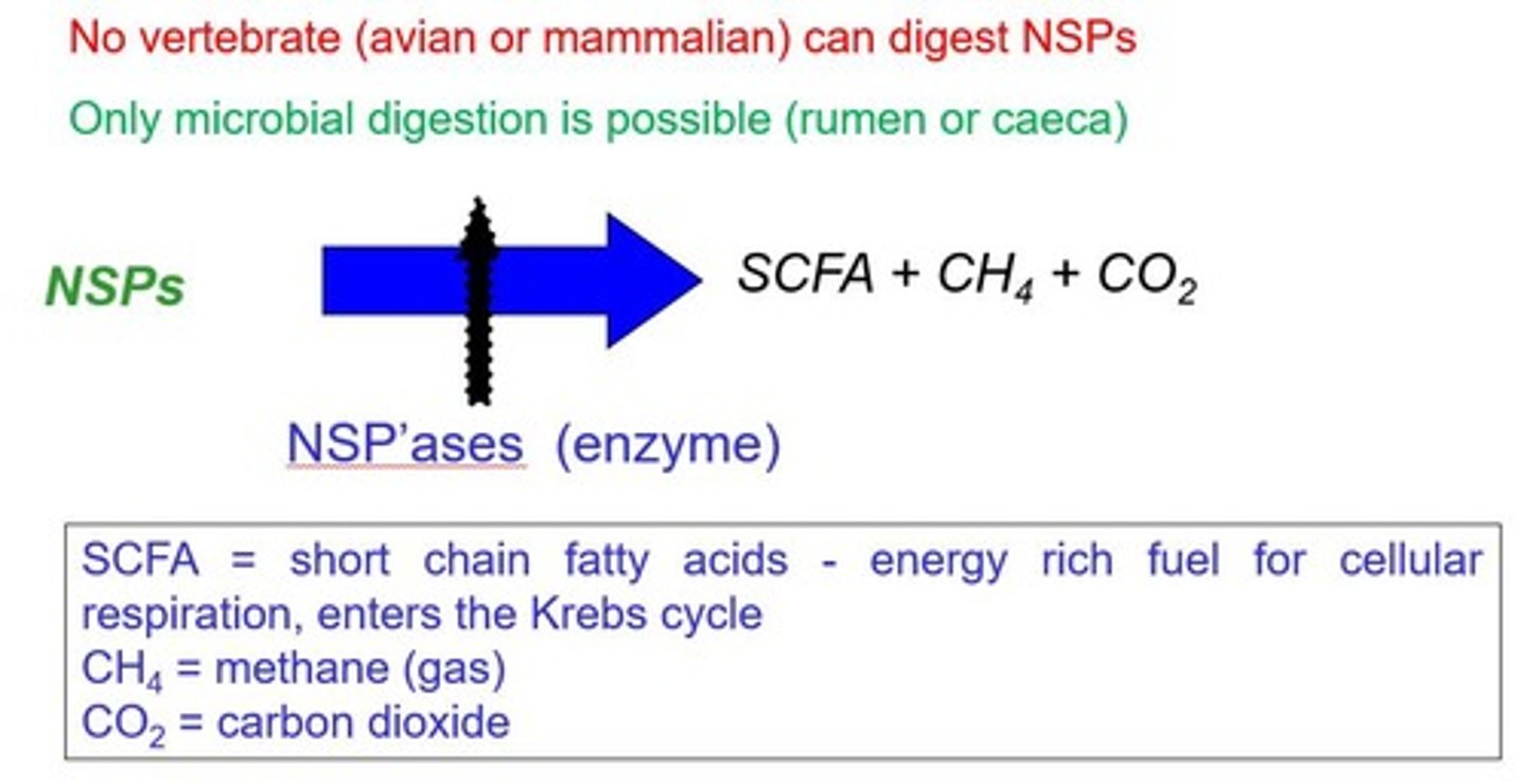 <p>Fibers affecting nutrient digestibility in poultry.</p>