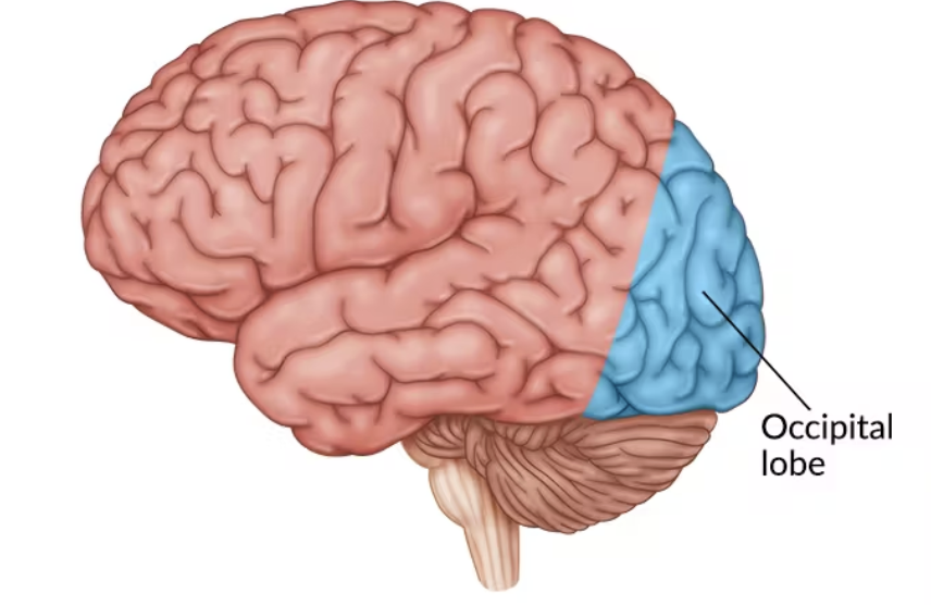 <p>Visual information from the opposite visual field; </p><p>includes the primary visual cortex</p>