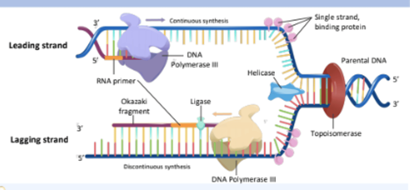 <p>Proteins that bind to single-stranded DNA near the replication fork to prevent the strands from re-annealing.</p>
