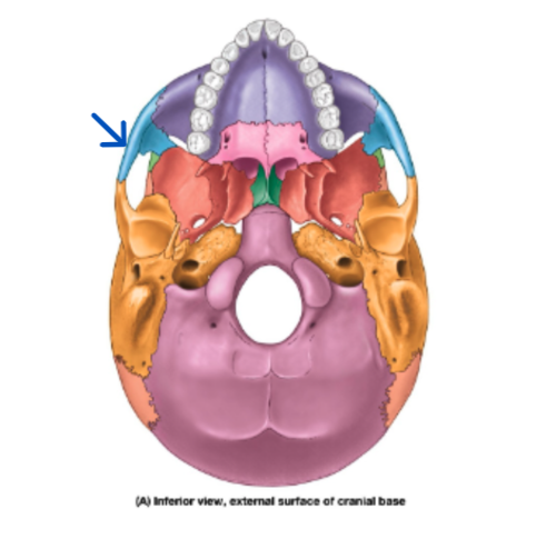 knowt flashcard image