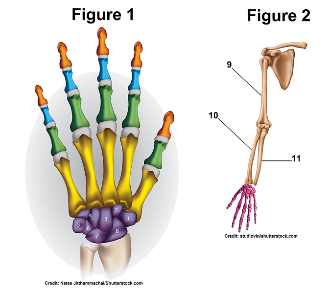 <p>Finger bones</p>