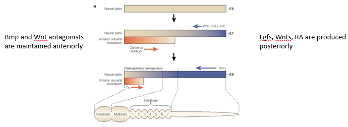<p>Anterior-Posterior <strong><u>regionalisation</u></strong> is achieved by 2 opposing gradients: - </p><ul><li><p><strong><u>Anteriorising signals:</u></strong> BMP and Wnt antagonists (e.g., Cerberus, Dickkopf) are predominantly active anteriorly, promoting anterior neural fates like forebrain.</p></li><li><p><strong><u>Posteriorising signals:</u></strong> FGFs, Wnts, and Retinoic Acid are produced more posteriorly and form gradients that decrease towards the anterior. </p></li></ul><p>Transcription factors expressed in the neural plate interpret these combined signal levels. </p><p>Specific concentrations of these factors activate different Hox genes in distinct domains along the SA-P axis. </p><p>The combinatorial code of Hox gene expression then specifies the regional identity of different parts of the hindbrain and spinal cord.</p>