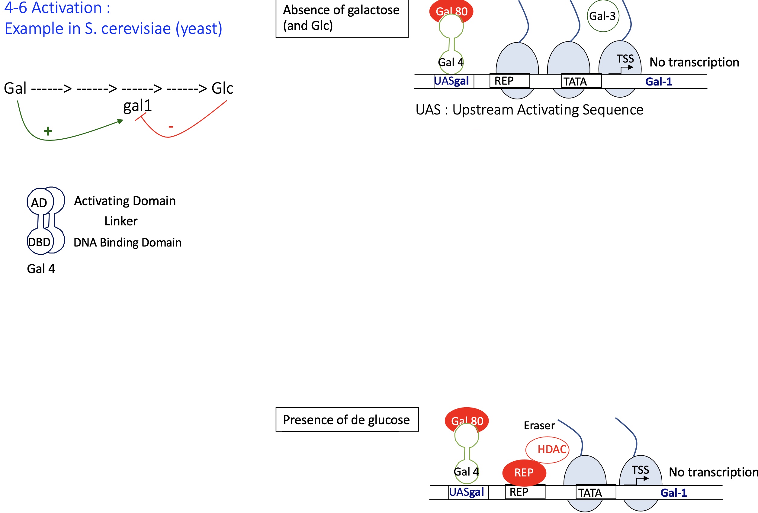 <p>absence of galactose (and Glc) :&nbsp;</p><ul><li><p>the DBD of Gal4 (Transcription factor) binds to its binding site UAS ( upstream activation sequence)</p></li><li><p>Gal 3 remains free and inactive in the cytoplasm - &nbsp;as its not bound to Gal it doesn’t bind to Gal 80</p></li><li><p>Gal 80 binds to AD of Gal4 —&gt; inhibiting its activity and unable to recruit transcription machinery (Mediator and PIC)</p></li><li><p>chromatin stays condensed&nbsp;</p></li></ul><p>—&gt; no transcription of GAL genes</p><p></p><p>presence of Glc :</p><ul><li><p>Gal 80 binds to AD of Gal4 —&gt; inhibiting recruitment of transcription machinery</p></li><li><p>activation of a repressor that’s binds to its binding sequence</p></li><li><p>recruitment of HDAC histone de-acetylase —&gt; removes Ac histone marks and chromatin becomes condense (heterochromatin)</p></li></ul><p>—&gt; no transcription</p><p></p>