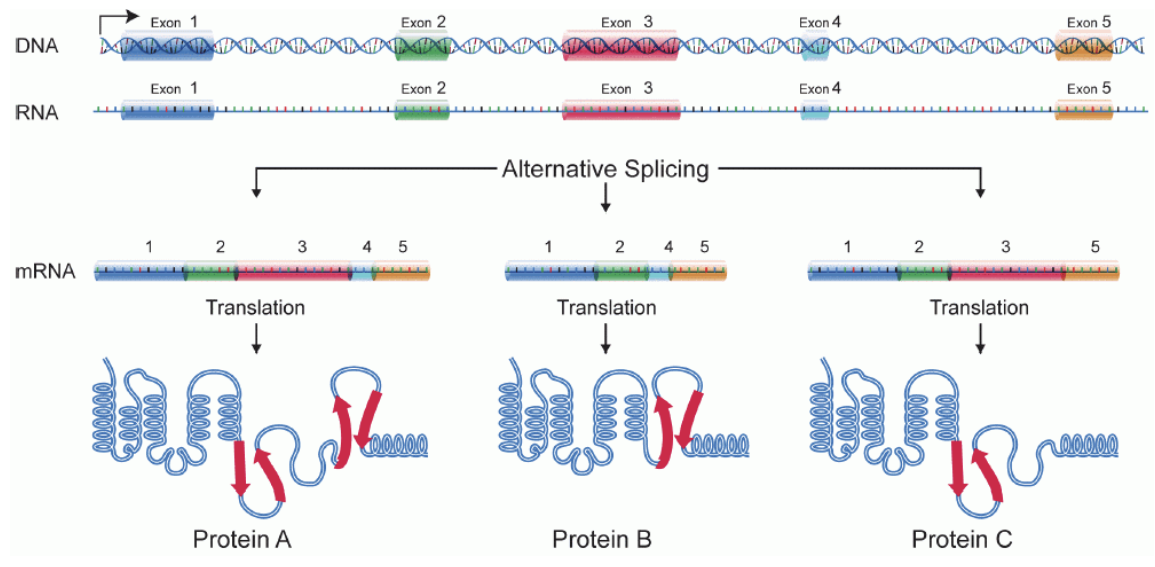 <p>Alternative Splicing→ introns are spliced out, sometimes with some exons</p><ul><li><p>one gene→ multiple mRNA variants→ multiple protein isoforms</p></li><li><p>contributes to complexity of expression due to different ways of splicing→ different exons can be removed or none at all</p></li><li><p>>100,000 proteins, 20,000 genes</p></li></ul><p></p>