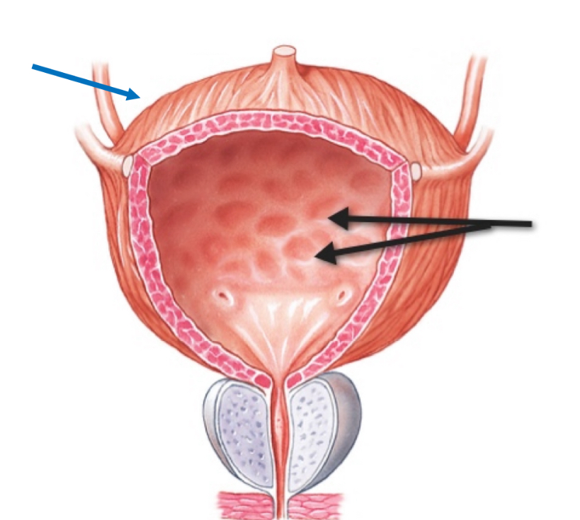 <p>Name the structure </p>