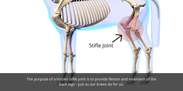 <p>Knee joint</p>