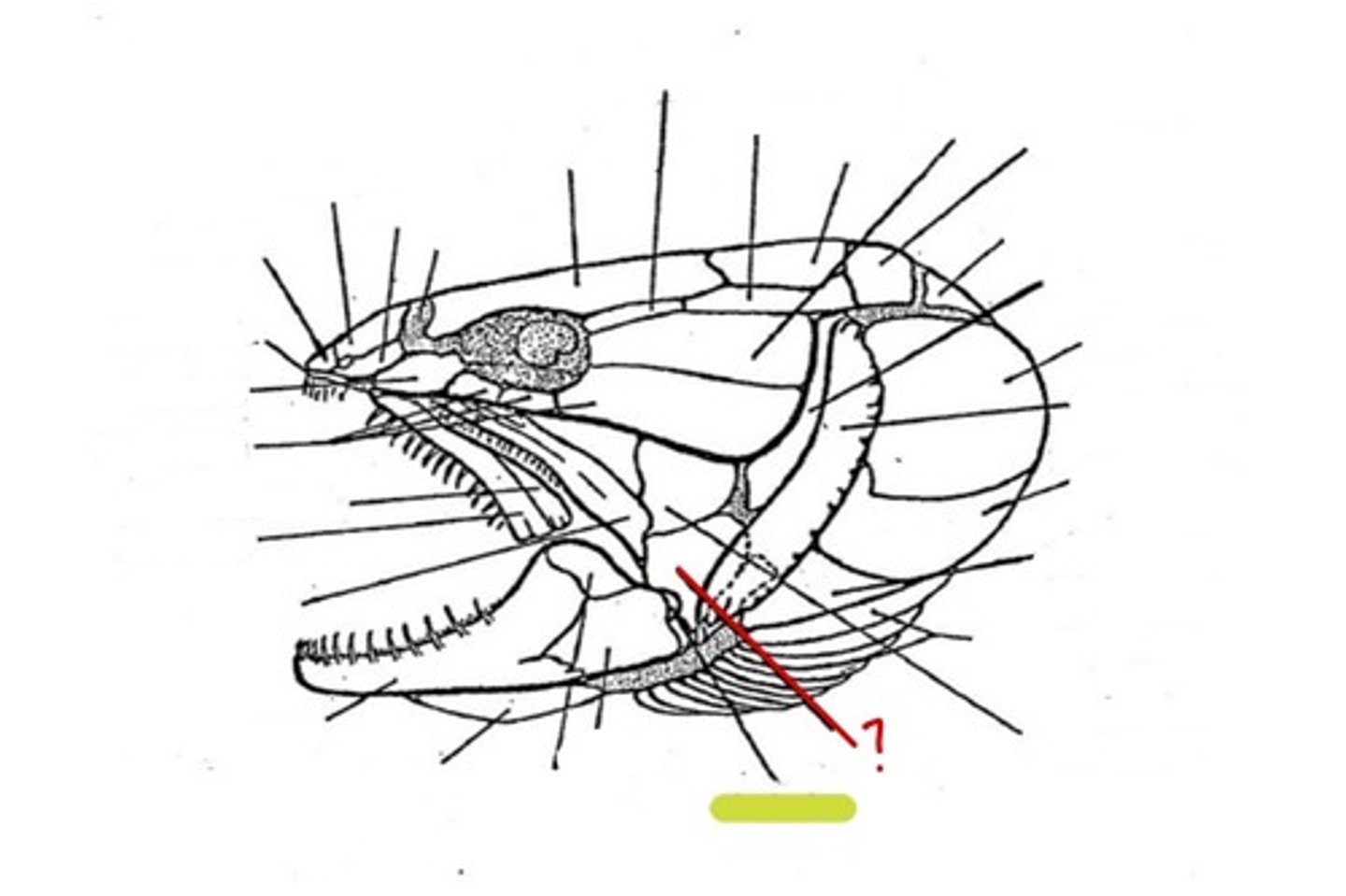 <p>What bone is this</p>