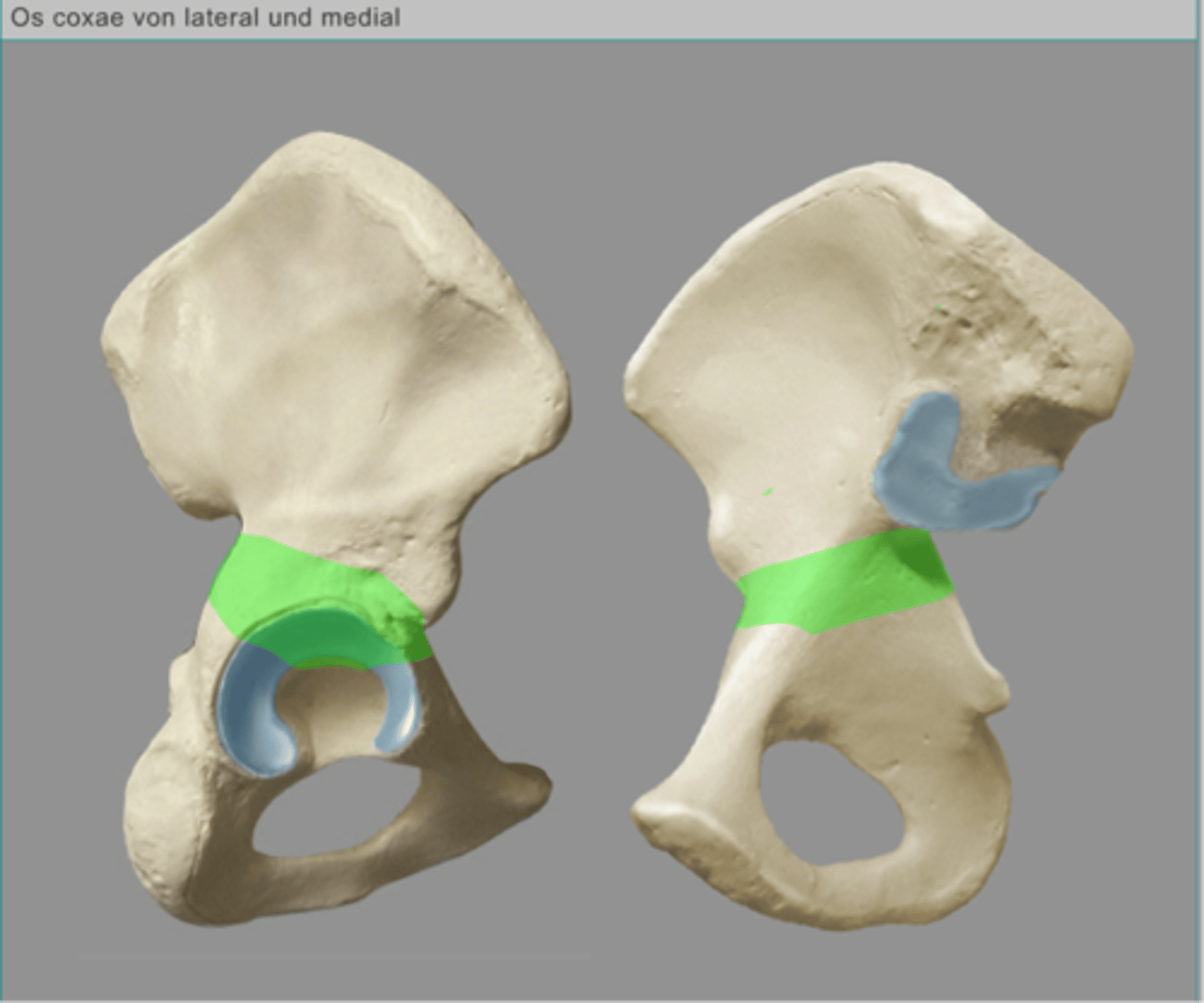 <p>corpus ossis ilii</p>