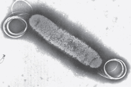 <p>flagella at both ends</p>