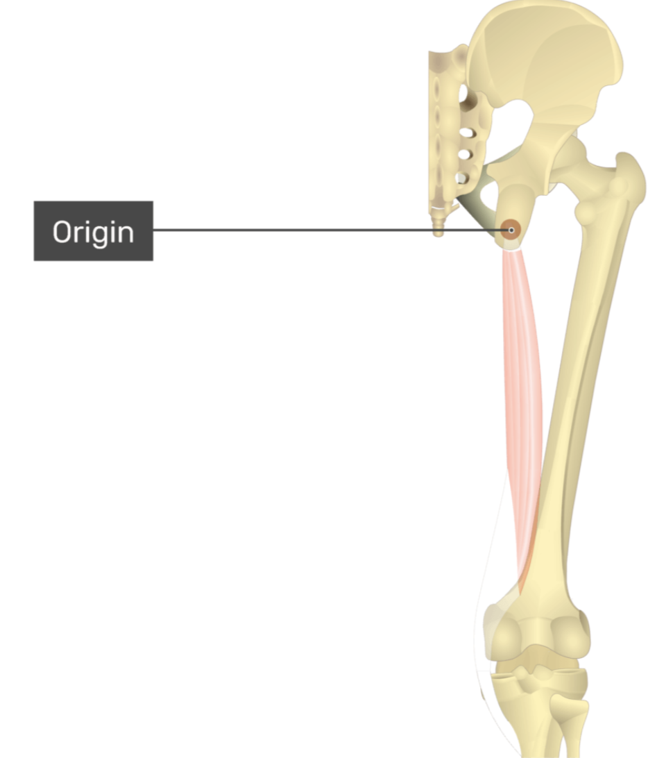 <p>semitendinosus</p>