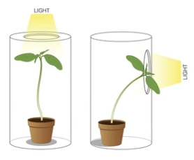 <p>Response to light</p>