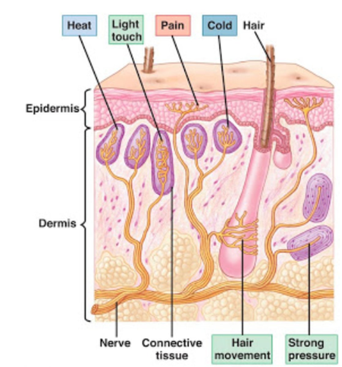 <p>thermoreceptors are able to detect heat and cold and are found throughout the skin in order to allow sensory reception throughout the body</p>