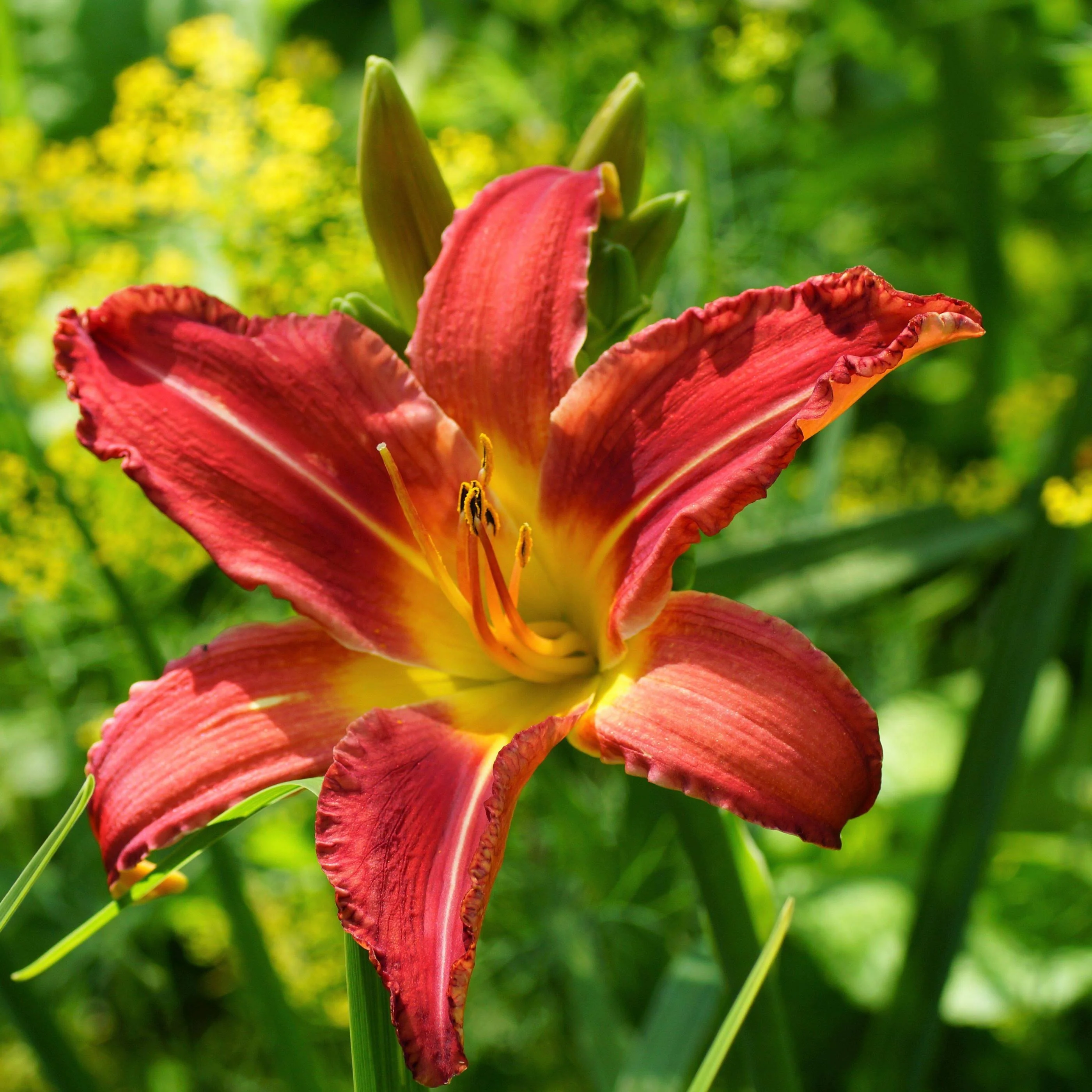 <p>Hemerocallis</p>
