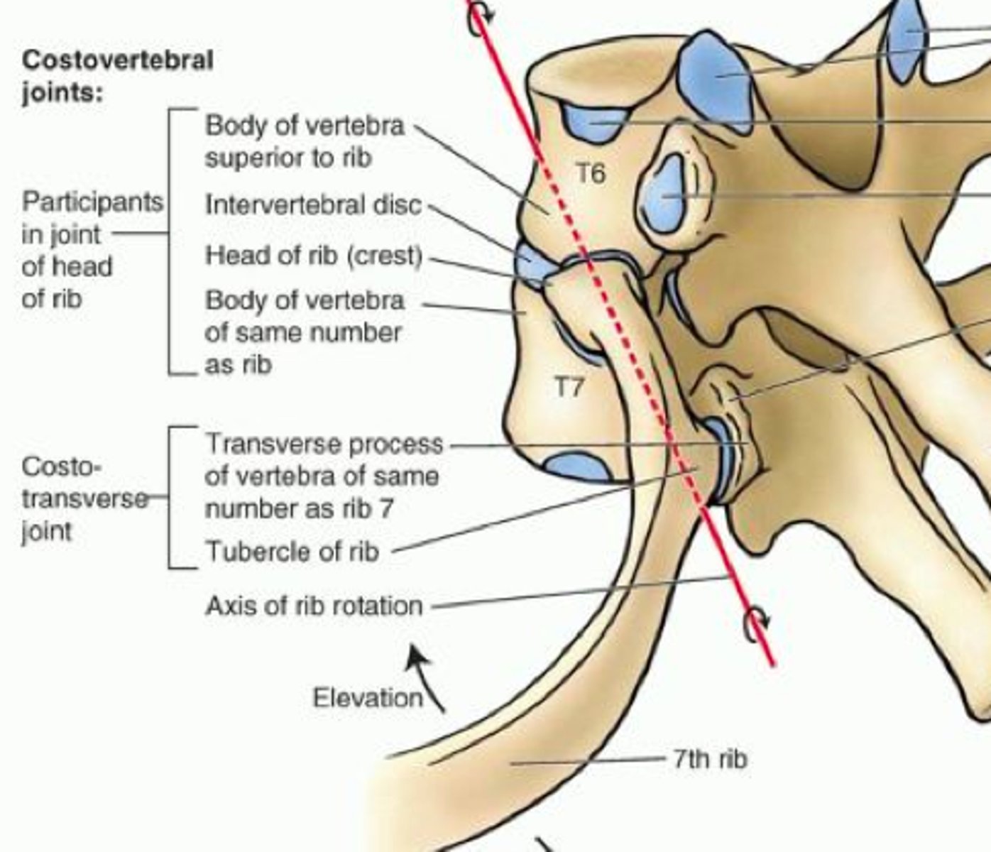<p>These are joints that connect the body and transverse process of thoracic vertebrae to the thoracic cage. The heads of the ribs articulate with the bodies of the vertebrae, forming plane synovial joints. The transverse processes also articulate with the rib at a different position, supported by the costotransverse ligament.</p>