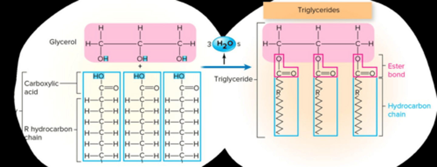 <p>A chemical reaction that links monomers into polymers by releasing water.</p>