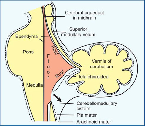 <p>anterior medullary velum</p>