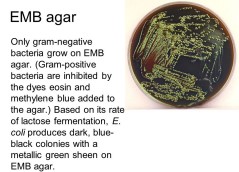 <ul><li><p>a weakly selective and differential plating medium. (Inhibit Gram positive growth)</p></li><li><p>SELECTIVE: enteric bacteria; gram positive cannot grow -DIFFERENTIAL: lactose and or sucrose fermentation</p></li></ul><ul><li><p>Sugar fermentation: dark blue/black colonies; E. coli: metallic green</p></li><li><p>Non- Fermenters: white/clear/slightly pink colors</p></li></ul>
