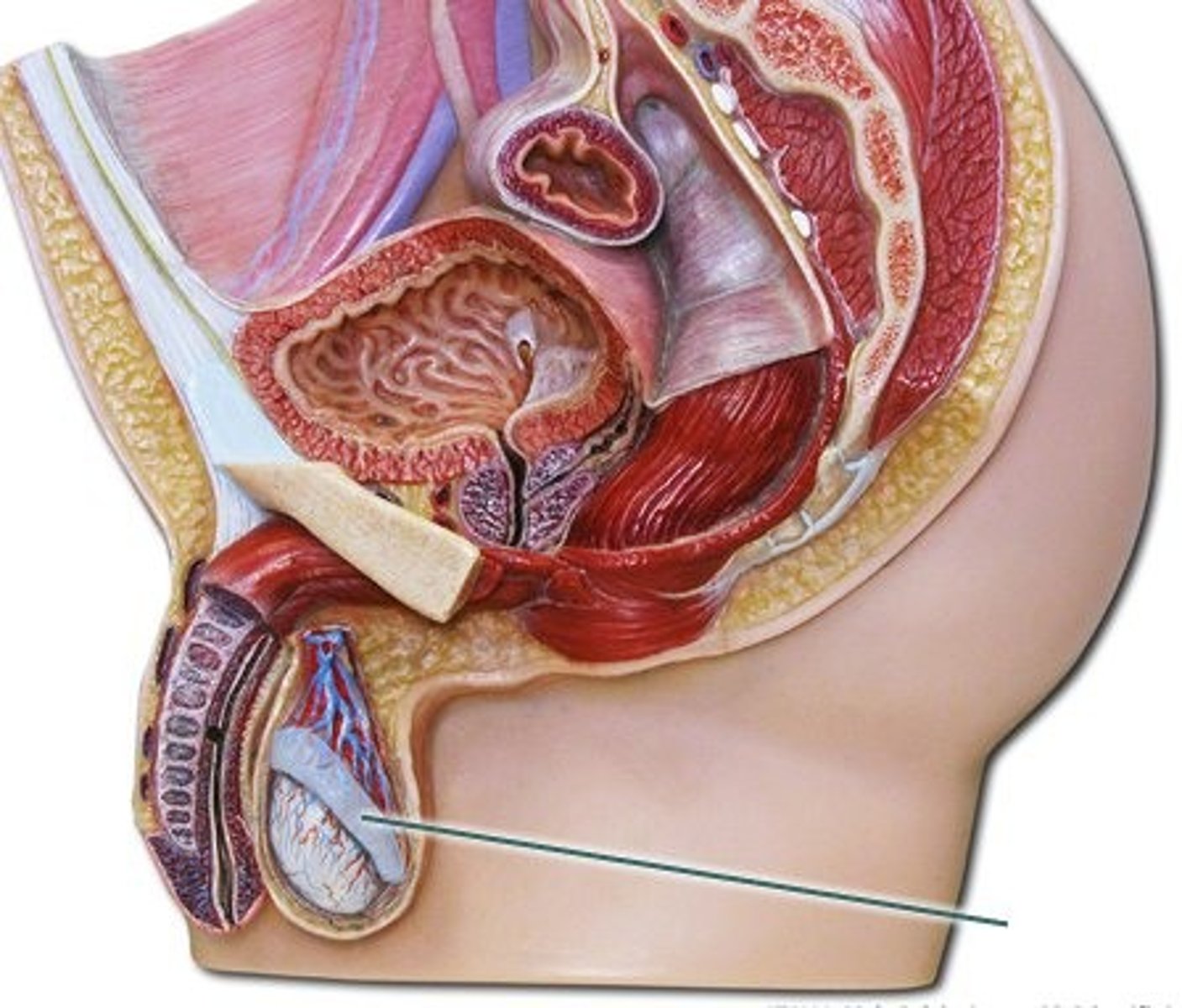 <p>Structure in the male reproductive system in which sperm are fully matured and are stored</p><p>- aka. "testicle hats", aka "sperm high school"</p><p>- a compact, coiled tube on the outer edge of each testis</p><p>- where sperm are stored and finish maturing, ex. begin swimming motions</p><p>- immune system destroys the defective sperm here</p>