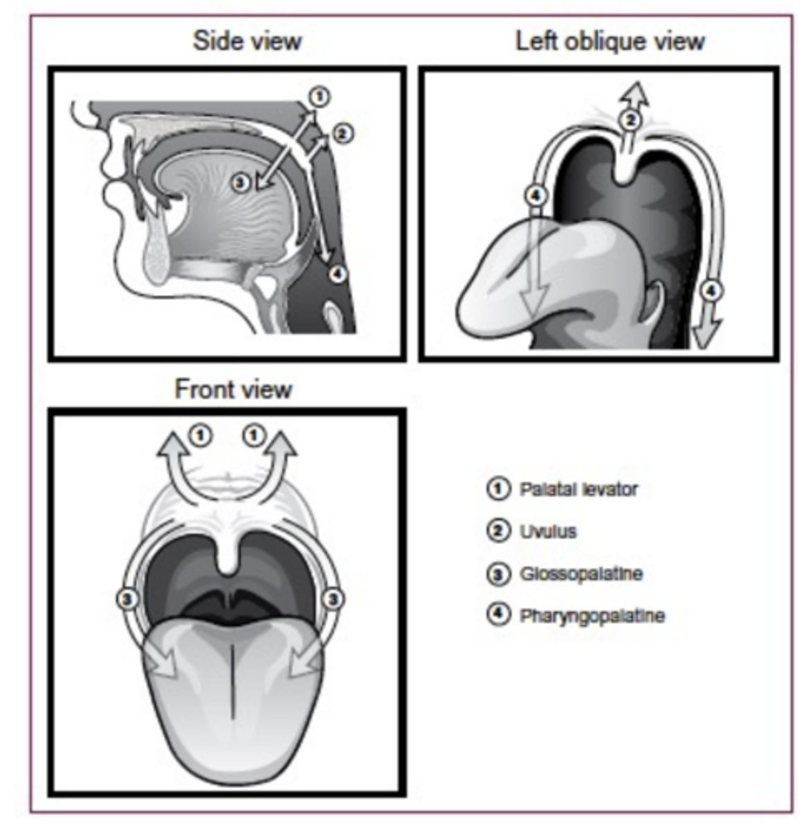 knowt flashcard image
