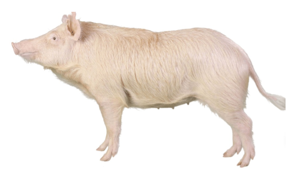 <p>What is this breed?</p>