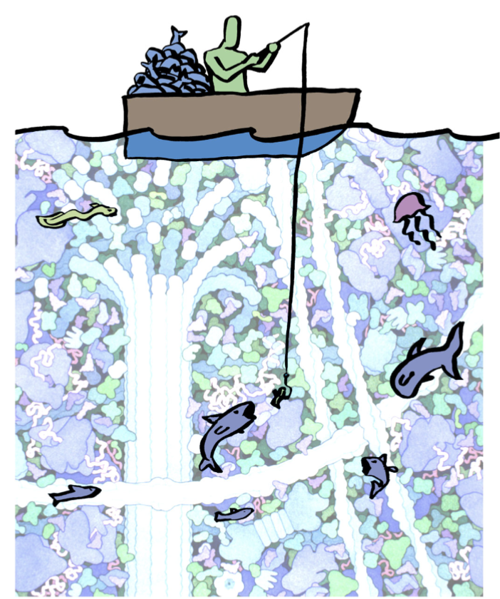 <p>“fishing” for target proteins; use “bait” that will allow you to capture your target; how can we find, identify, and test the involvement of specific molecules in these tasks.</p><p>essentially use a refined bait to catch a lot of proteins and purify them</p>