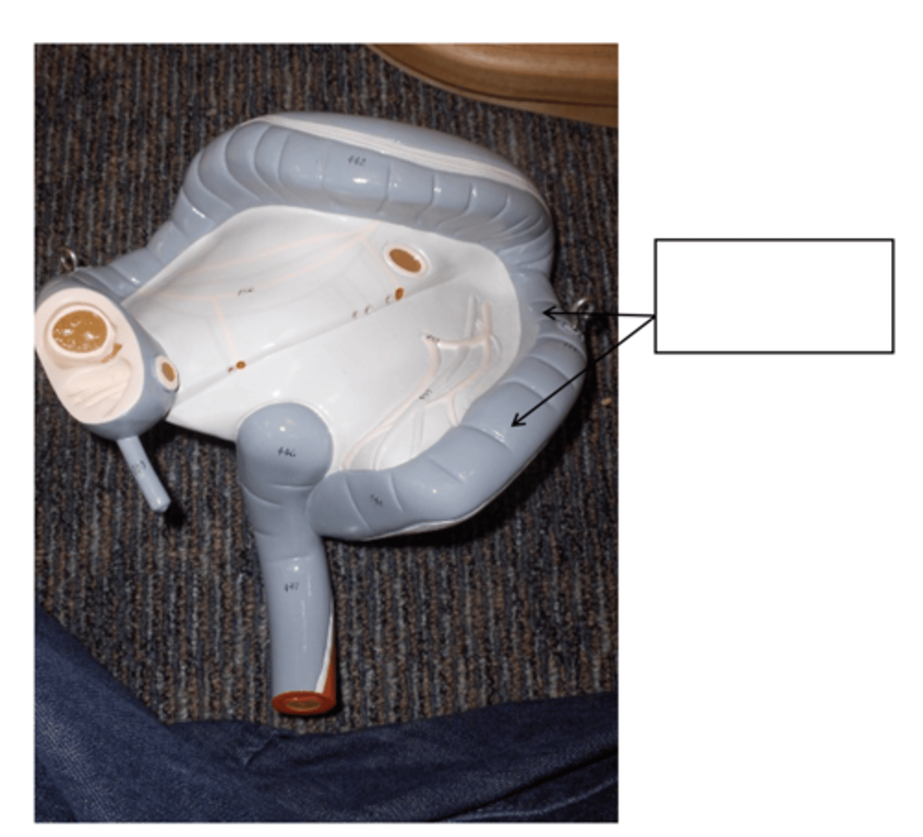 knowt flashcard image