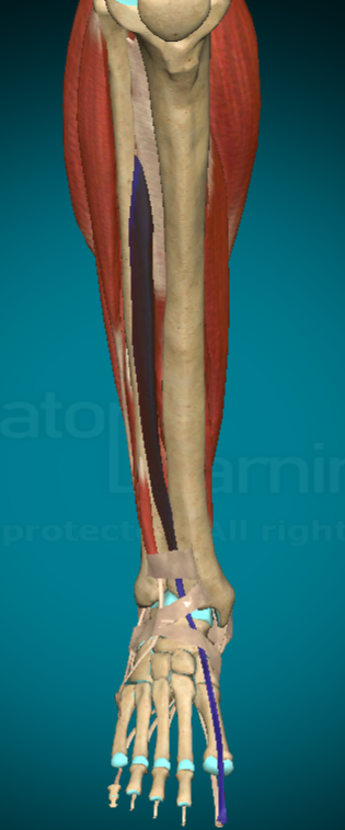 <p>What is this muscle and where are the attachment points?</p>