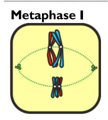 <p>Bivalents line up on the <strong>equator</strong> of the cell </p>