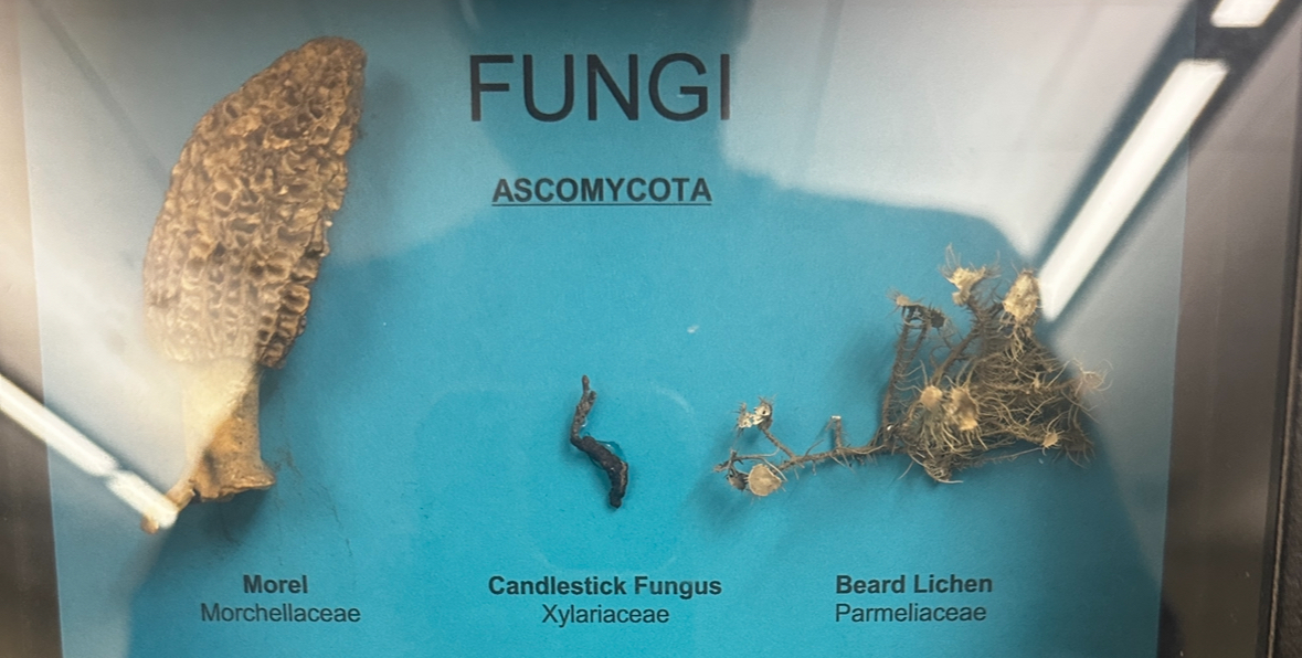 <p>Domain: Eukarya</p><p>Kingdom: Fungi</p><p>Clade: Ascomycota</p>