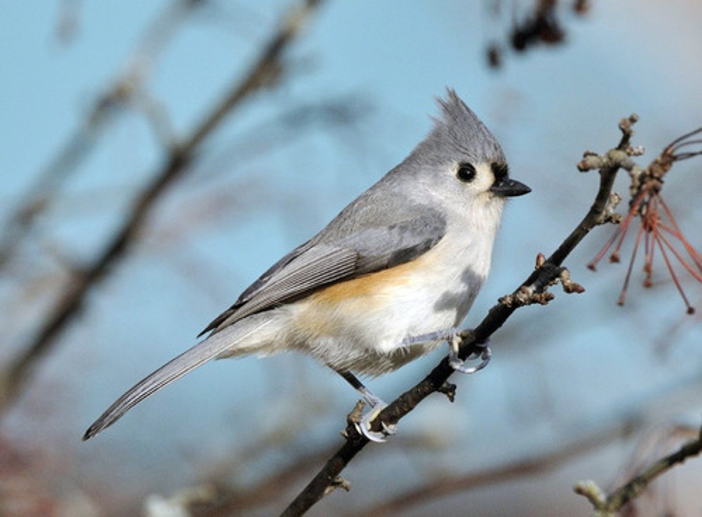 <p>Passeriformes</p><p>gray crest and black forehead, orange flanks, dark line along wing</p>