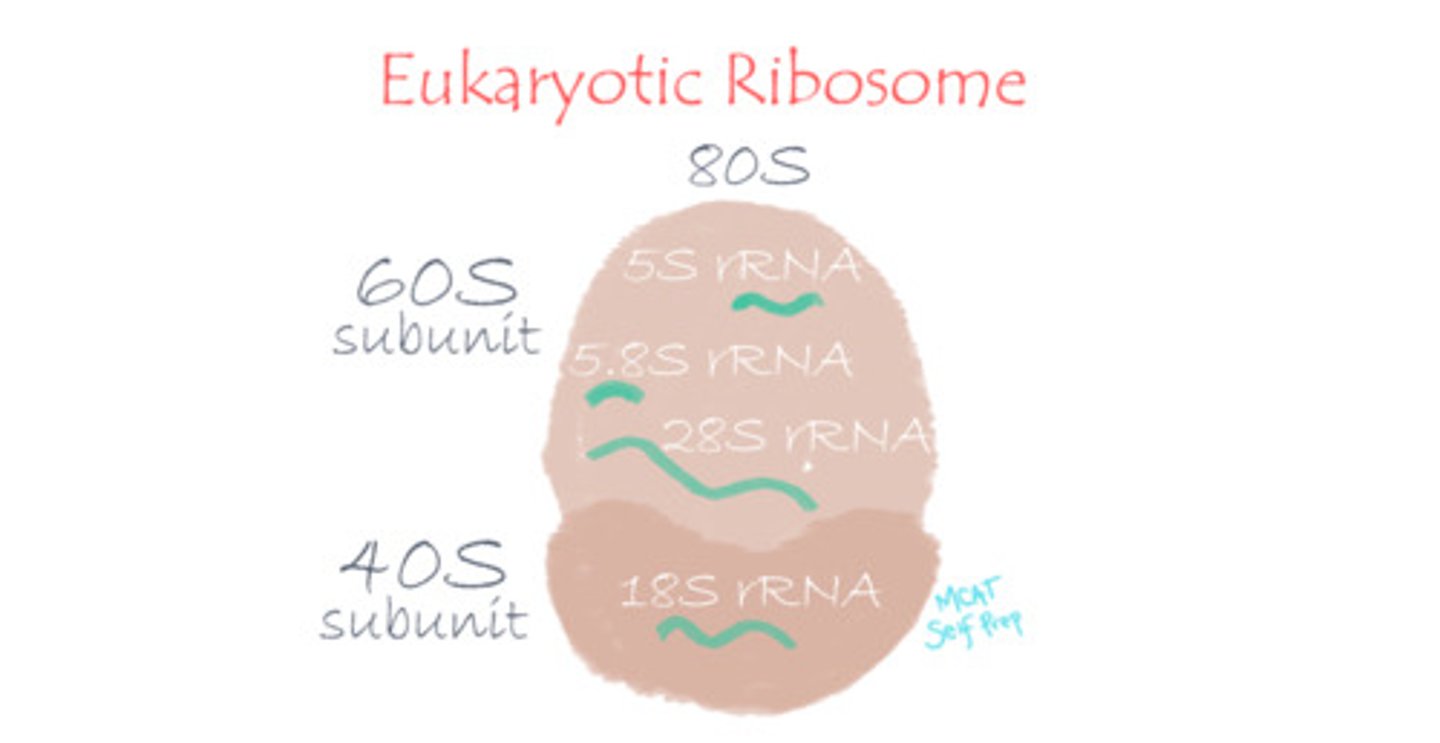 <p>Transfer RNA (tRNA) carries amino acids to the ribosome and acts as a "bridge" by matching a codon in mRNA with its corresponding amino acid.</p><p>Ribosomal RNA (rRNA) is responsible for the structure and function of the ribosome.</p>