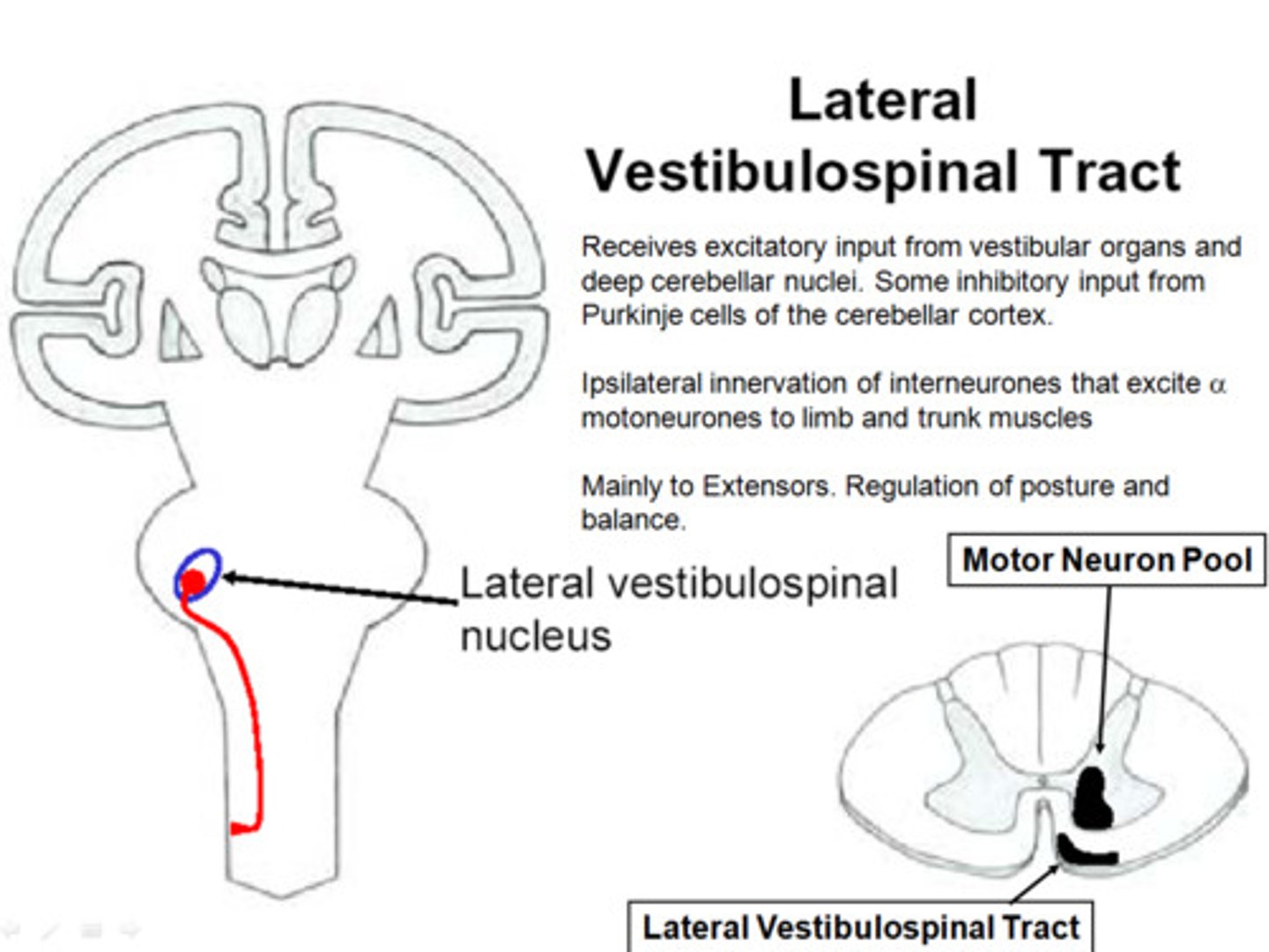 <p>Axons arising in the lateral vestibular nucleus that project ipsilaterally to facilitate lower motor neurons to extensor muscles and simultaneously inhibit lower motor neurons to flexor muscles via interneurons.</p>