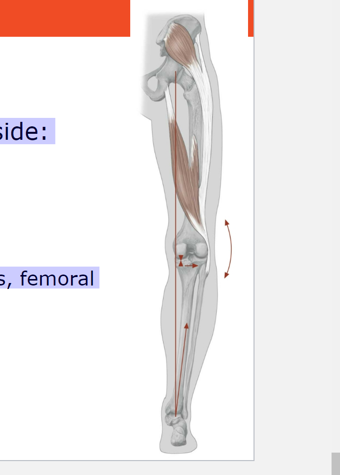 <p><span>Abnormalities in Knee Joint and Leg Axis (Genu Varum)</span></p>