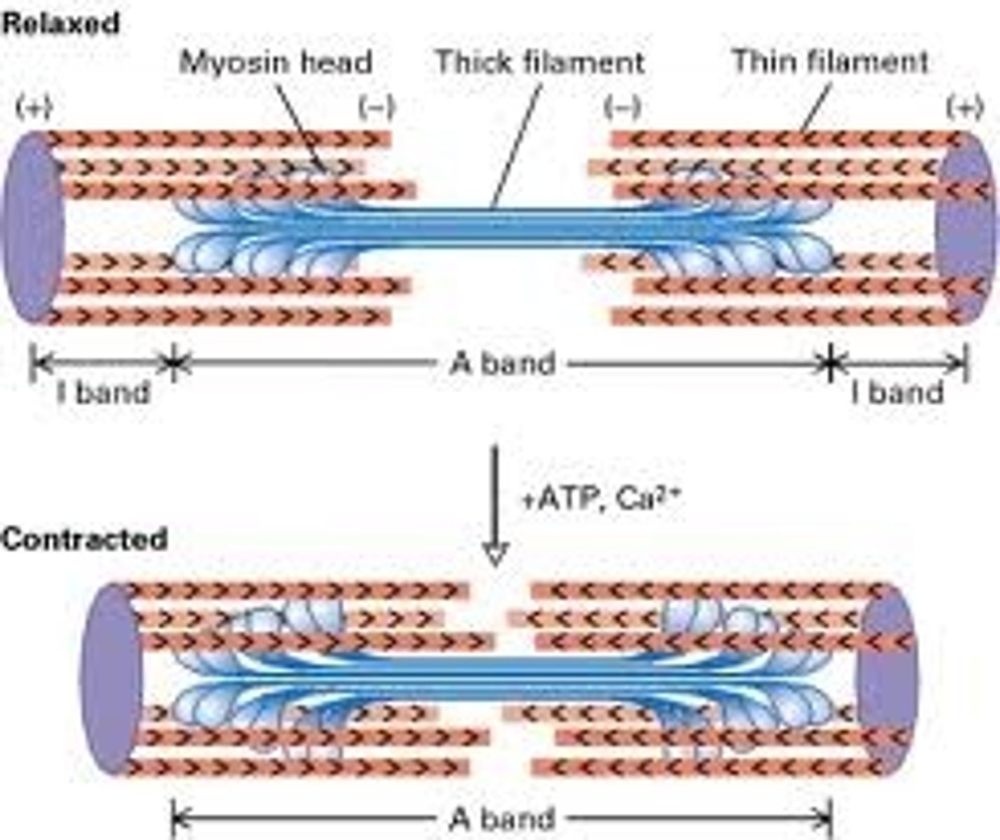 <p>-muscle contracts when thick and thin filaments pull on one another; shortening the sarcomere</p><p>-Thick filaments (myosin) pull on thin filaments (actin) toward M Line</p>