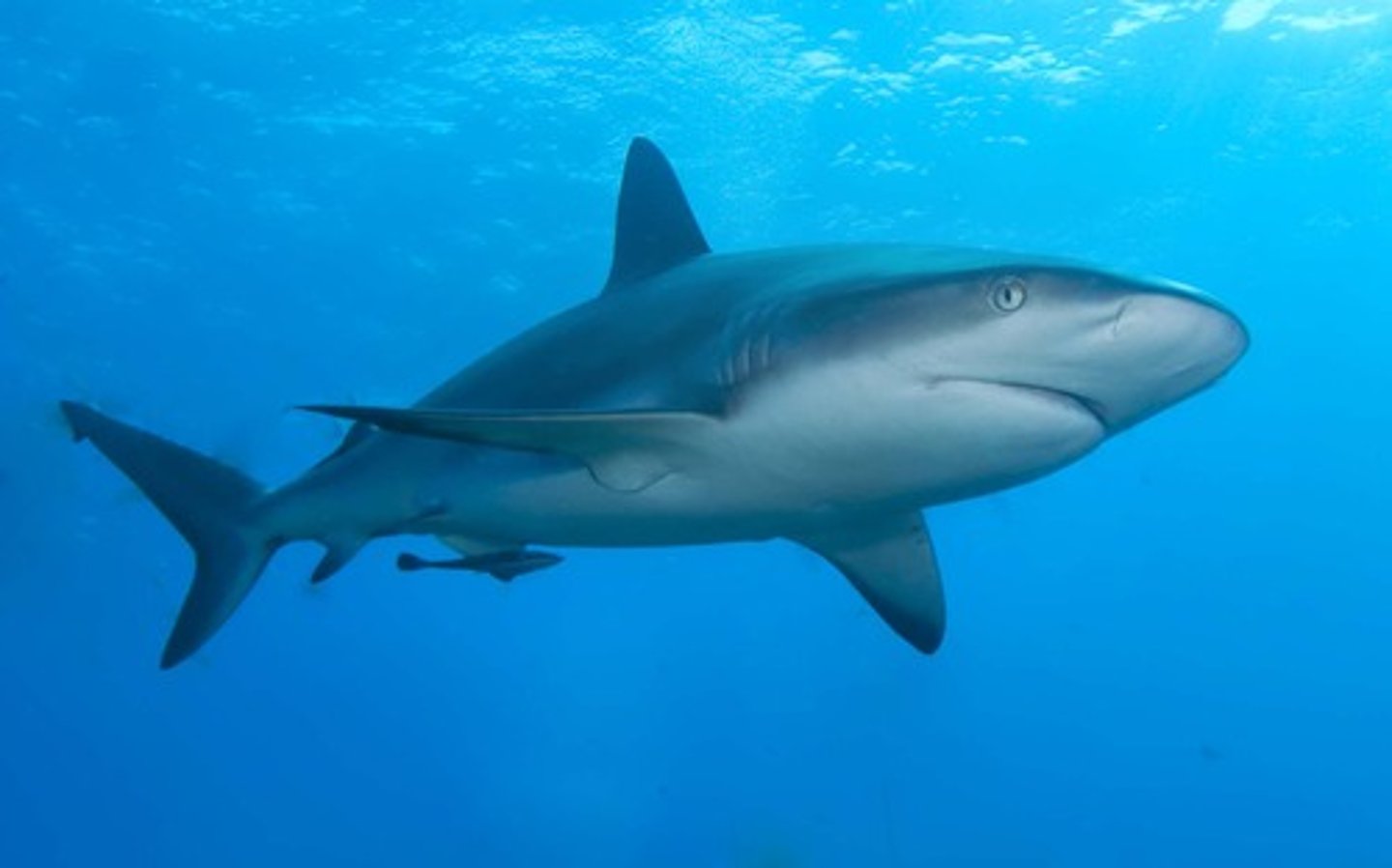 <p>Fish, they have a skeleton somewhat flexible made of cartilage (Jaws &amp; Tails/Fins for getting food)</p>