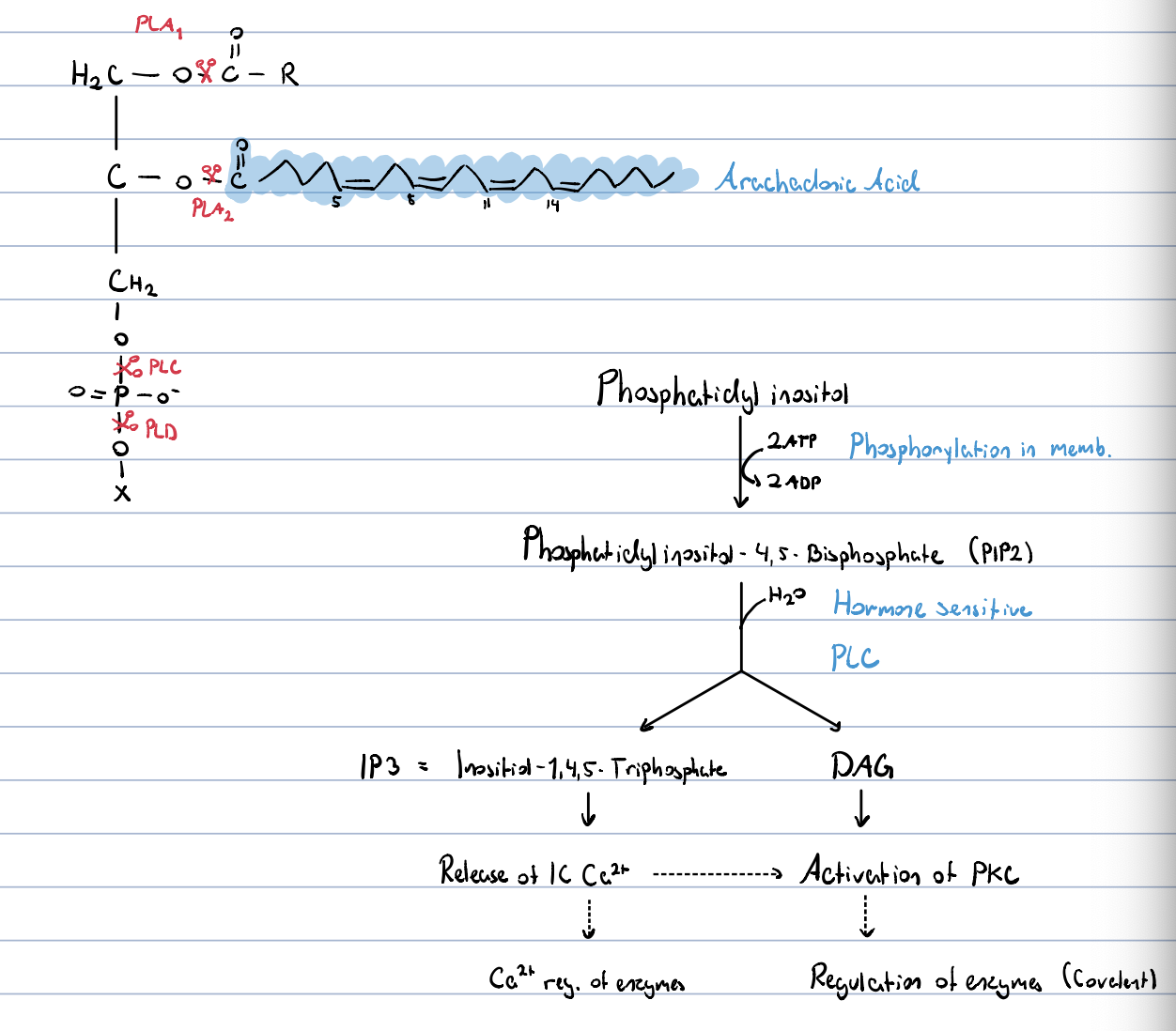 knowt flashcard image