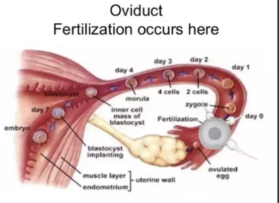 <p>reproductive tract</p><p>oviduct</p>