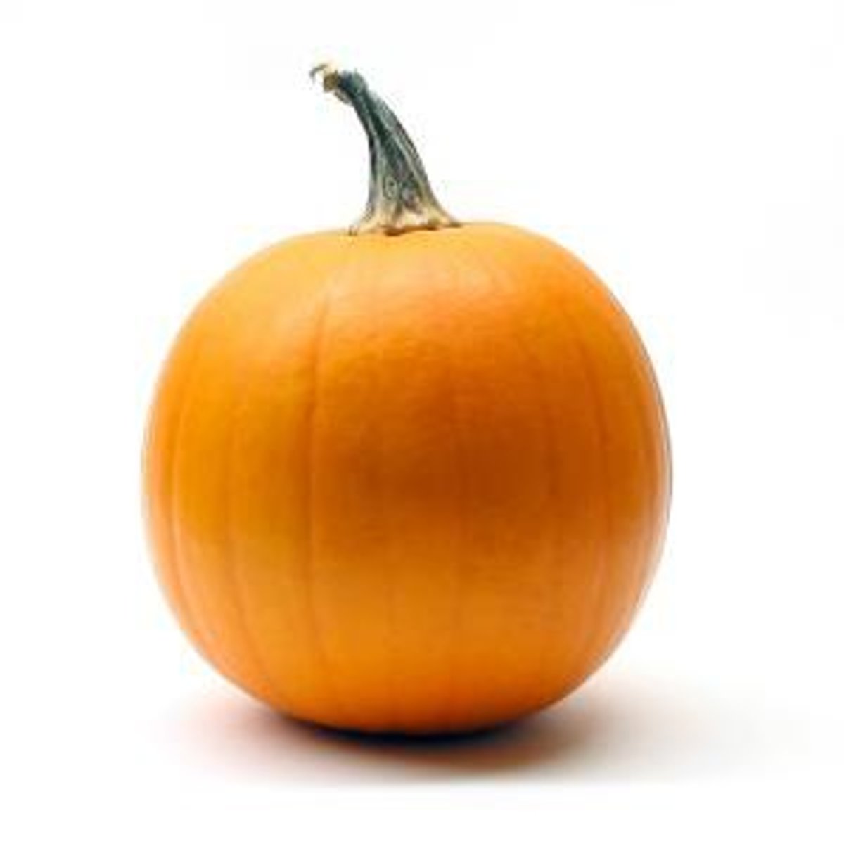 <p>pumpkin</p>