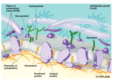 <p>penetrate the hydrophobic core, the ones that span the membrane are called transmembrane proteins, embedded in membrane, transmembrane with hydrophilic heads/tails and hydrophobic middles</p>