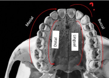 <p>Inferior View</p>