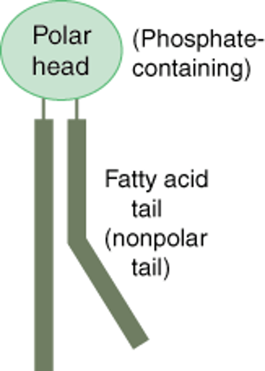 <p>a modified lipid where the glycerol is bonded to a phosphate group, making a molecule responsible for forming biological membranes; important property is having a polar phosphate head and non-polar fatty acid tail</p>