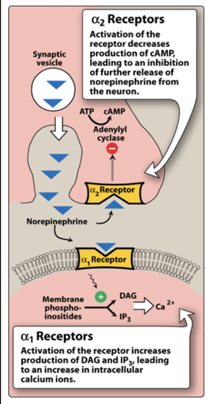 <p>enzyme adenylate cyclase.</p><p></p><p><span style="background-color: transparent; font-family: Arial, sans-serif, Inter, ui-sans-serif, system-ui, -apple-system, BlinkMacSystemFont, &quot;Segoe UI&quot;, Roboto, &quot;Helvetica Neue&quot;, &quot;Noto Sans&quot;, &quot;Apple Color Emoji&quot;, &quot;Segoe UI Emoji&quot;, &quot;Segoe UI Symbol&quot;, &quot;Noto Color Emoji&quot;; font-size: 1.6rem;">Inactivation of adenylate cyclase → decreases cAMP → → inhibition of further release of norepinephrine (uses&nbsp;</span><u>negative feedback</u><span style="background-color: transparent; font-family: Arial, sans-serif, Inter, ui-sans-serif, system-ui, -apple-system, BlinkMacSystemFont, &quot;Segoe UI&quot;, Roboto, &quot;Helvetica Neue&quot;, &quot;Noto Sans&quot;, &quot;Apple Color Emoji&quot;, &quot;Segoe UI Emoji&quot;, &quot;Segoe UI Symbol&quot;, &quot;Noto Color Emoji&quot;; font-size: 1.6rem;">).</span> </p>