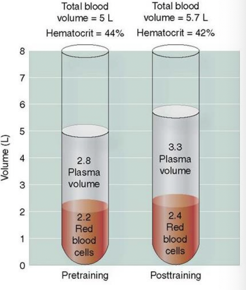 <p>increase in:&nbsp;</p><ul><li><p>plasma volume increase rapidly then levels off, # red blood cells after 4 weeks of training, total blood volume, high density lipoprotein (“good cholesterol”): may increase 2% after 6 months regular exercise&nbsp;</p></li></ul><p>Decrease in hematocrit and decrease/maintained LDL (“bad cholesterol)&nbsp;</p>