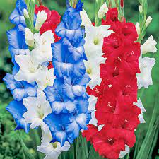 <p><img src="https://h2.commercev3.net/cdn0.dutchbulbs.com/images/500/88573.jpg" alt="Patriotic Gladiolus Blend | Bag of 100 Wholesale Bulbs | Gladiolus Red | Blue | White Mix | Zone 3-10 | Red | Blue | White | Mixed | 36 - 48 Inches |"></p>