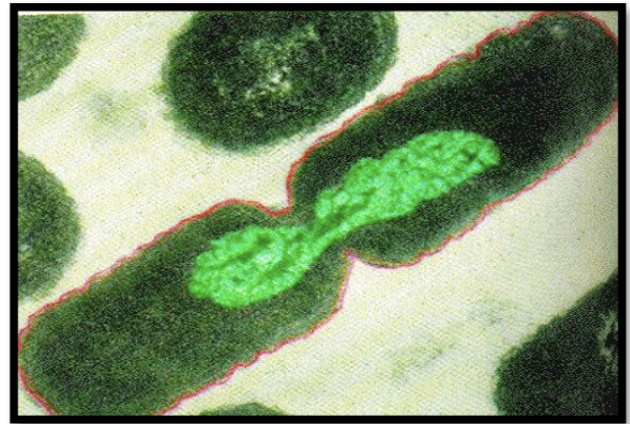 <p><span style="background-color: transparent;"><strong><span>What role does the sex pilus have during conjugation?</span></strong></span></p>