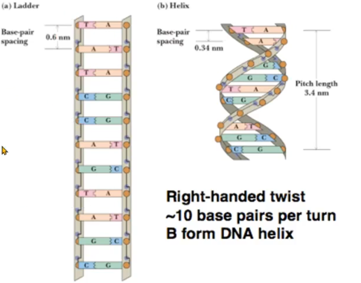 <p>Ladder structure - the distance between base pairs is 6 A where in a helix it is 3.4 A which allows water to pass through the space in a ladder structure; water will destabilize the base pairing; helix is closer tg excluding water from hydrophobic bases</p>